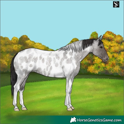 Horse Color:Smoky Blue Roan Tobiano Near Leopard