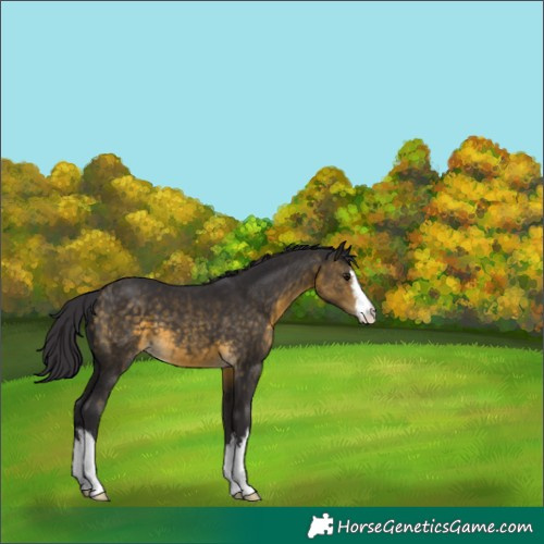 Horse Color:White Spotted Buckskin