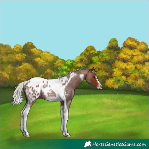 Horse Color:Silver Bay Roan Tobiano Frame Appaloosa Rabicano