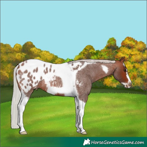 Horse Color:Silver Bay Roan Tobiano Frame Blanket Rabicano 