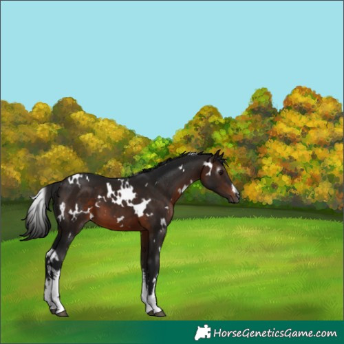 Horse Color:Gray White Spotted Bay 