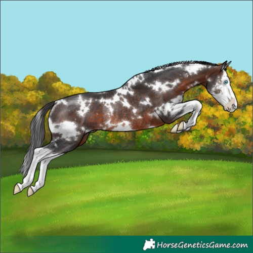Horse Color:White Spotted Brown Sabino Splash Rabicano