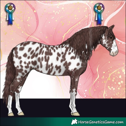Horse Color:Chocolate Black Near Leopard