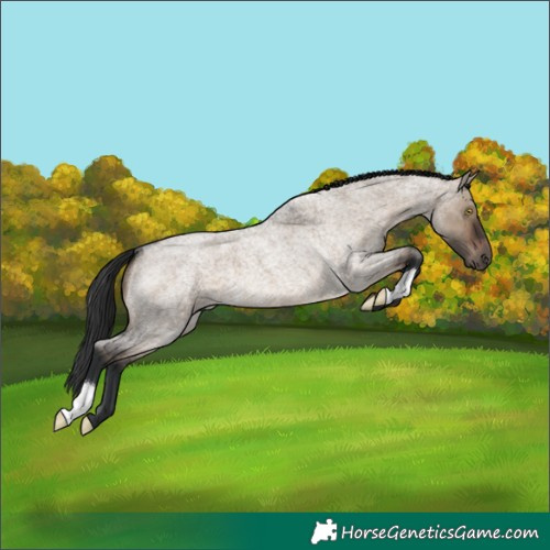 Horse Color:Brown Roan Dun