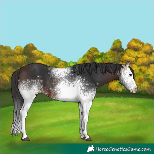 Horse Color:White Spotted Brown