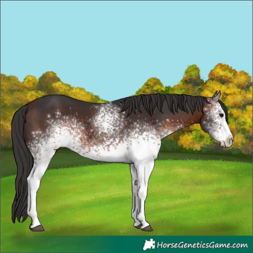 Horse Color:White Spotted Brown