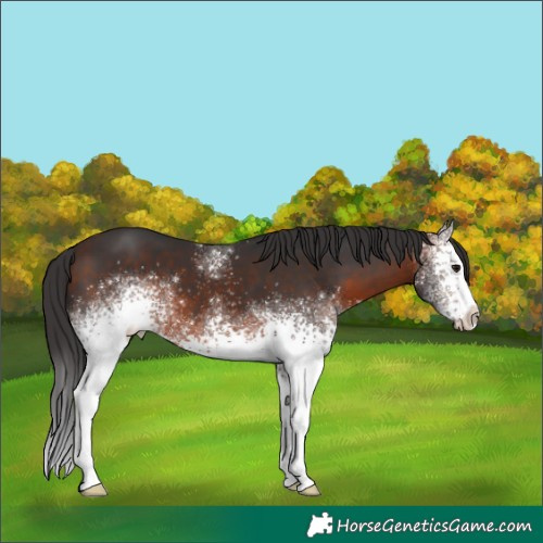 Horse Color:White Spotted Brown