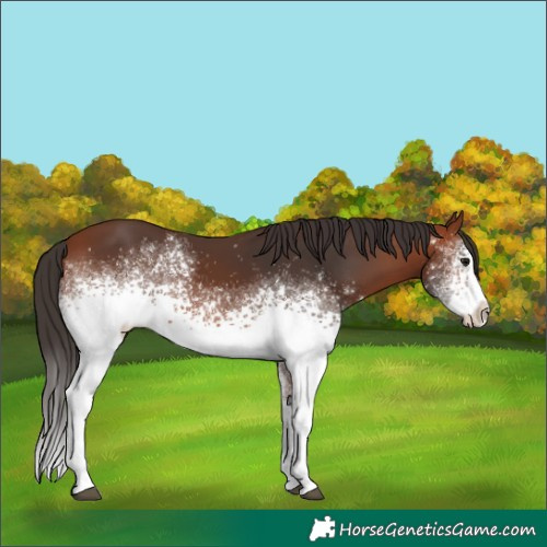 Horse Color:White Spotted Bay