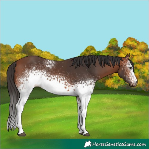 Horse Color:White Spotted Bay 