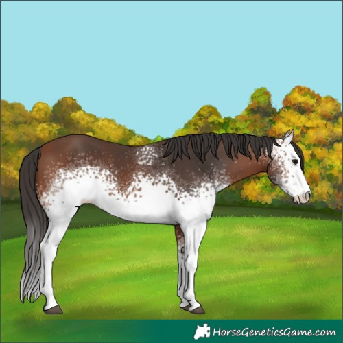 Horse Color:White Spotted Bay 