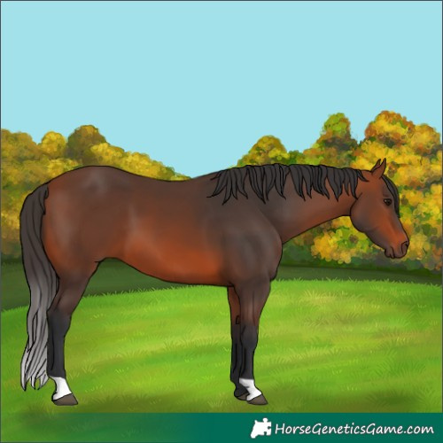 Horse Color:Bay 