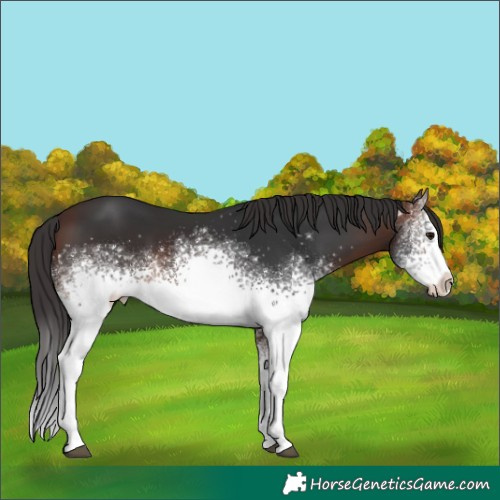 Horse Color:White Spotted Brown Sabino