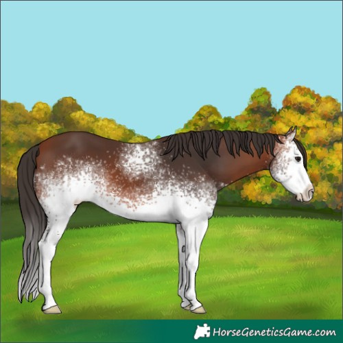 Horse Color:White Spotted Bay 