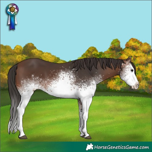 Horse Color:White Spotted Brown