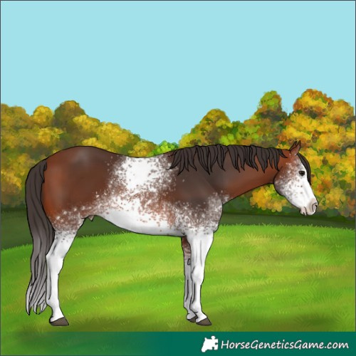 Horse Color:White Spotted Bay 