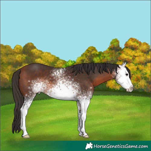 Horse Color:White Spotted Bay 