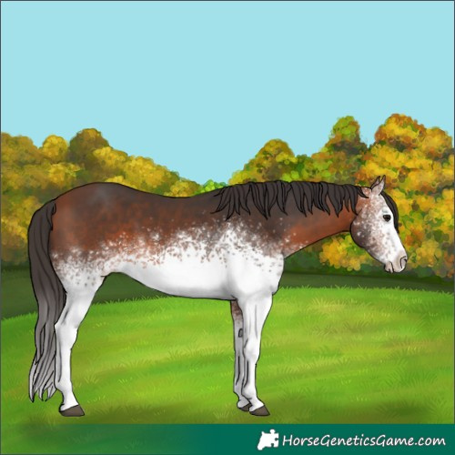 Horse Color:White Spotted Bay