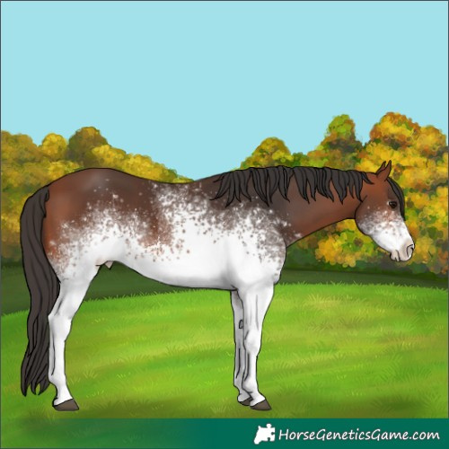 Horse Color:White Spotted Bay