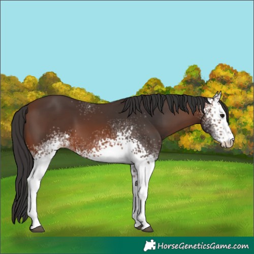 Horse Color:White Spotted Brown 