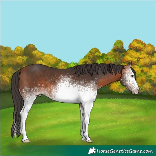 Horse Color:White Spotted Bay