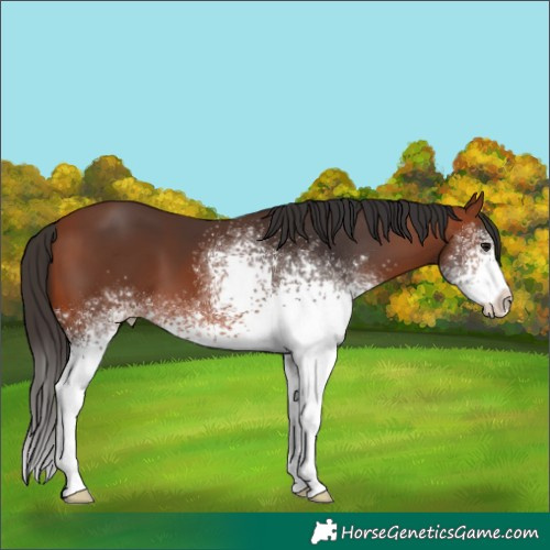 Horse Color:White Spotted Bay