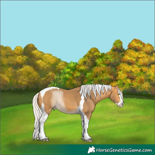 Horse Color:Silver Buckskin Splash Tobiano