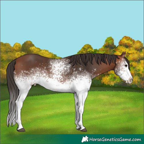 Horse Color:White Spotted Bay