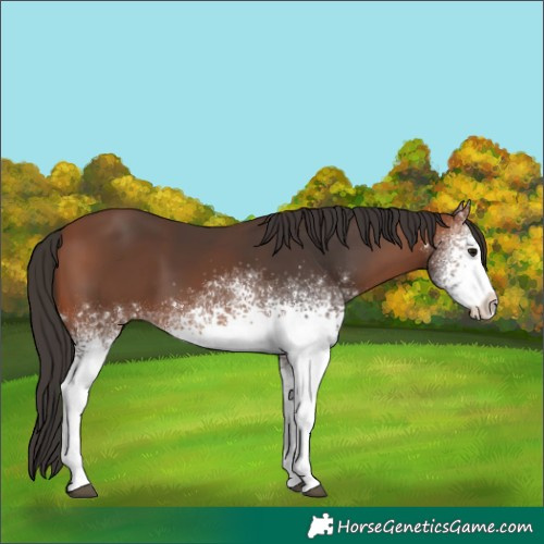 Horse Color:White Spotted Bay 