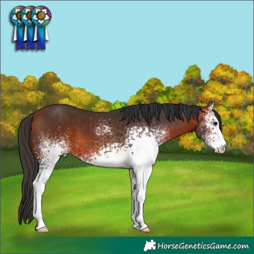 Horse Color:White Spotted Bay