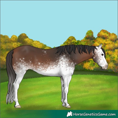 Horse Color:White Spotted Bay
