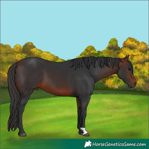 Horse Color:Brown 