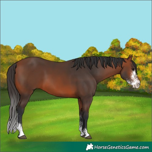 Horse Color:Bay Sabino