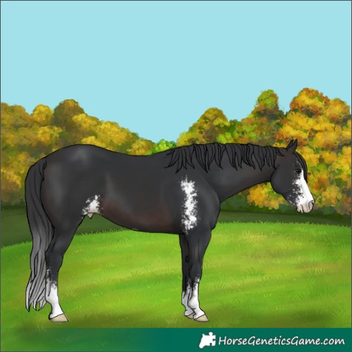 Horse Color:Brown Sabino