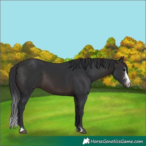 Horse Color:Brown Sabino