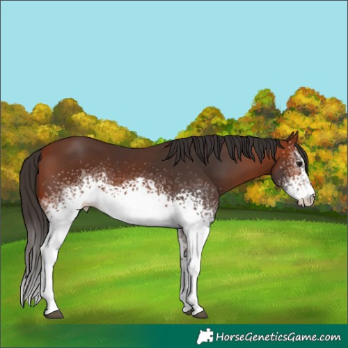 Horse Color:White Spotted Bay