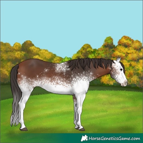 Horse Color:White Spotted Bay