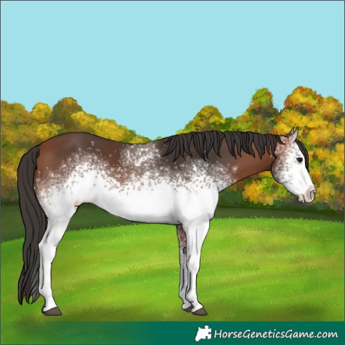 Horse Color:White Spotted Bay