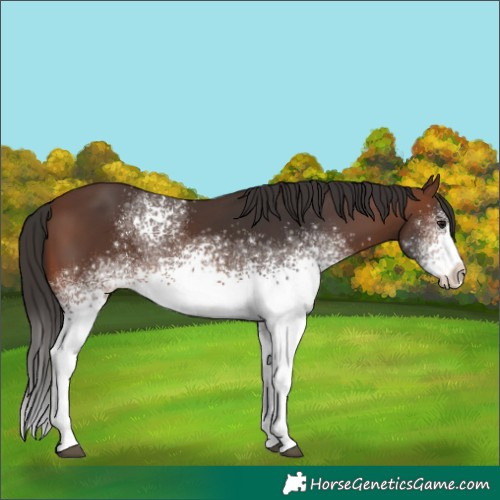 Horse Color:White Spotted Brown