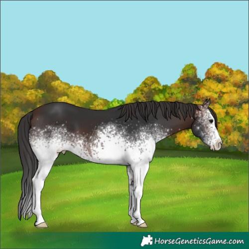 Horse Color:White Spotted Brown 