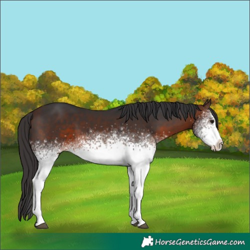Horse Color:White Spotted Brown 