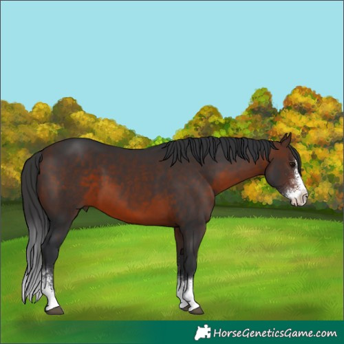Horse Color:Brown Sabino