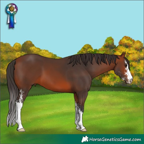 Horse Color:Bay Sabino 