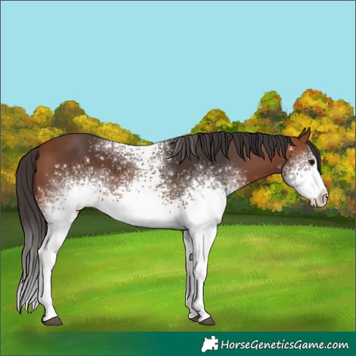 Horse Color:White Spotted Bay