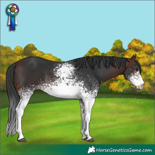 Horse Color:White Spotted Brown