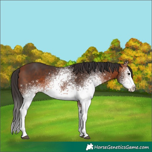 Horse Color:White Spotted Bay 
