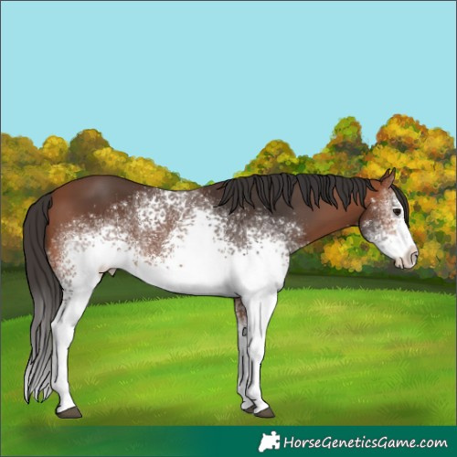 Horse Color:White Spotted Bay 