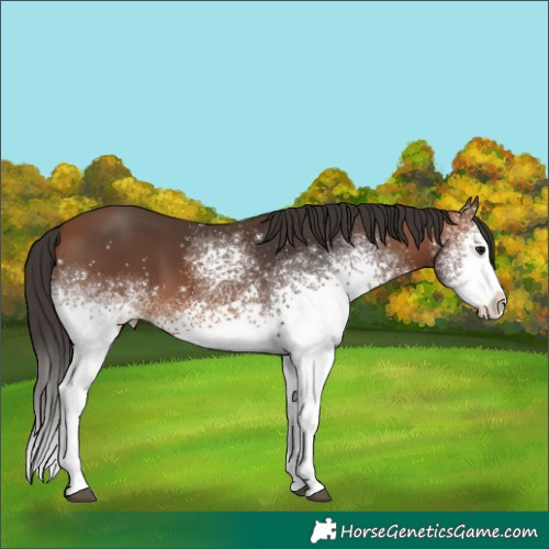 Horse Color:White Spotted Bay 