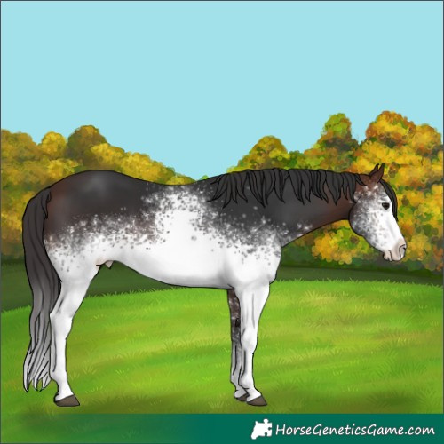 Horse Color:White Spotted Brown