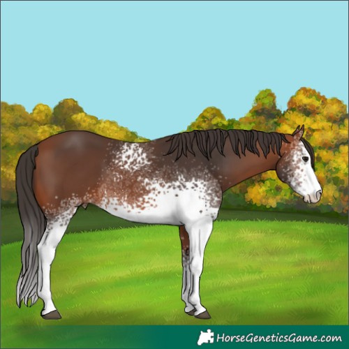 Horse Color:White Spotted Bay 