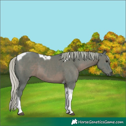 Horse Color:Watercolor Silver Black Tobiano 